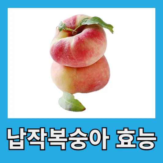 납작복숭아 효능