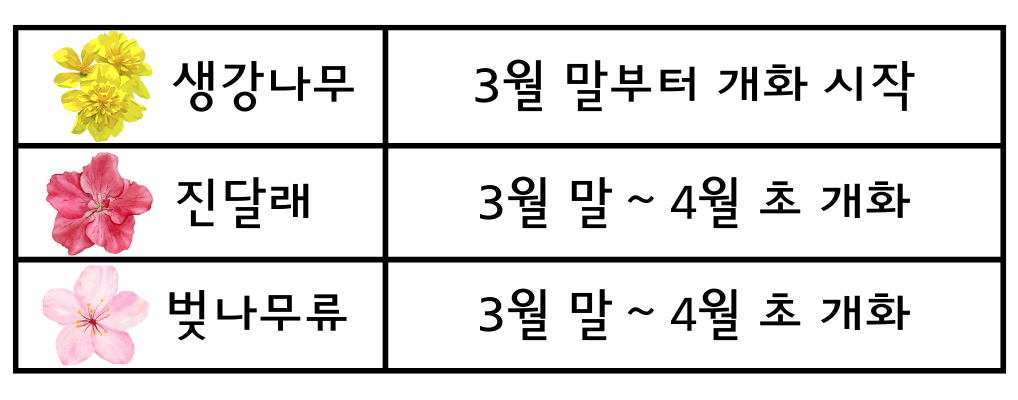 2026년 봄꽃 개화 시기 총정리, 전국 봄꽃 명소 추천