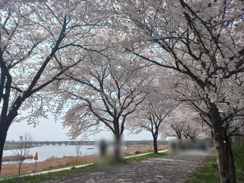 삼례 비비정 벚꽃길