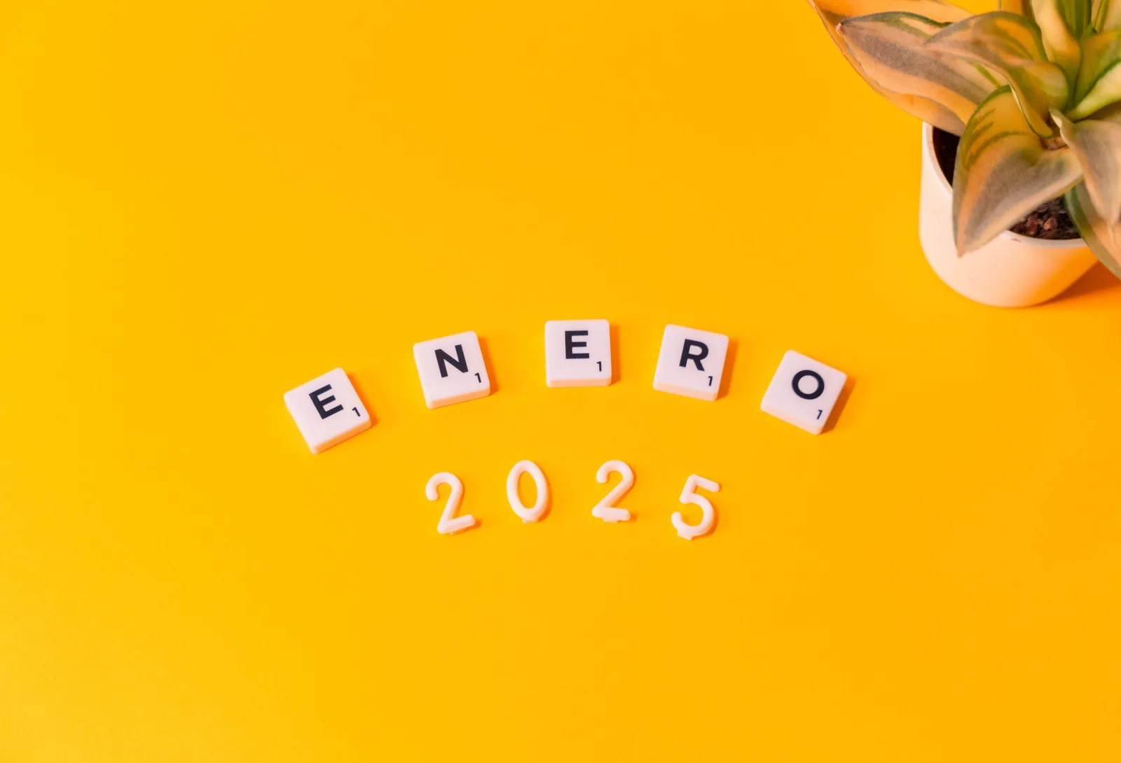 밝은 노란색 표면에 화분과 함께 2025년 1월이 쓰여져 있습니다.