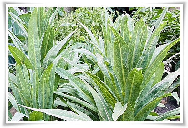 텃밭 "궁채(줄기상추)" 황제가 사랑한 채소, 건강과 맛을 다 잡는 비법!