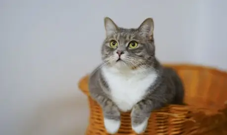 고양이 꿈해몽