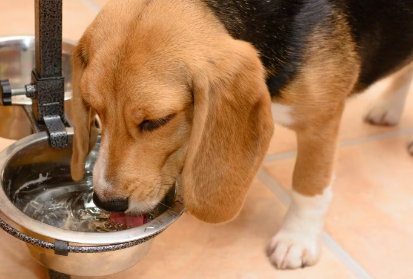 물 마시는 강아지