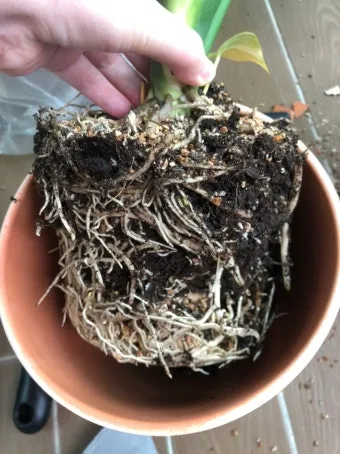 화분 뿌리썩음 예방 배수층강화 흙배합개선 물주기간격 체크리스트_7