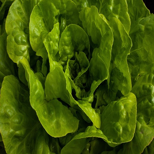 유기농 채소재배