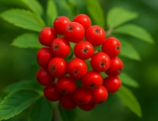 마가목 열매 효능