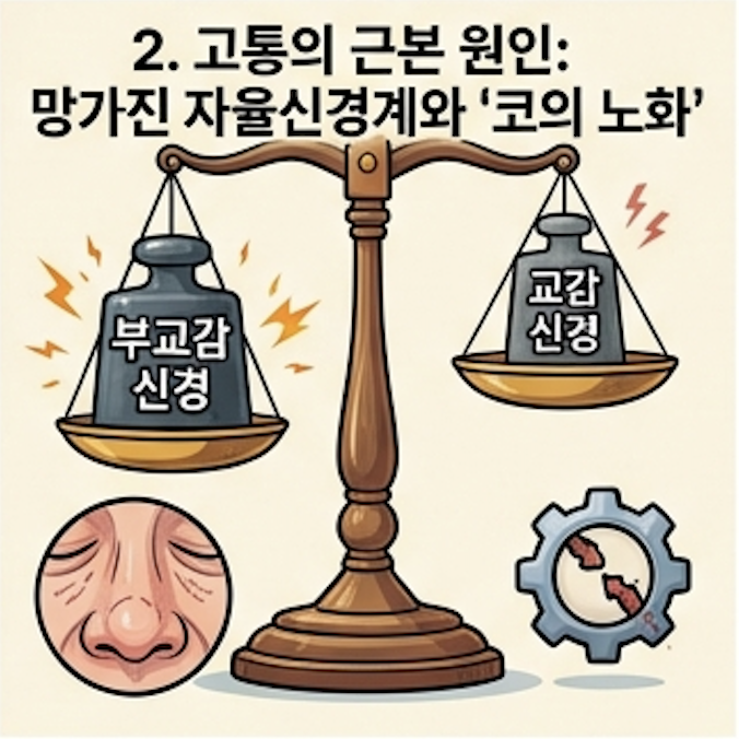 코의노화