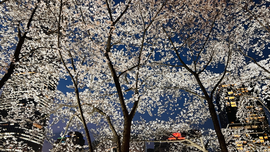 2024 석촌호수 벚꽃 2