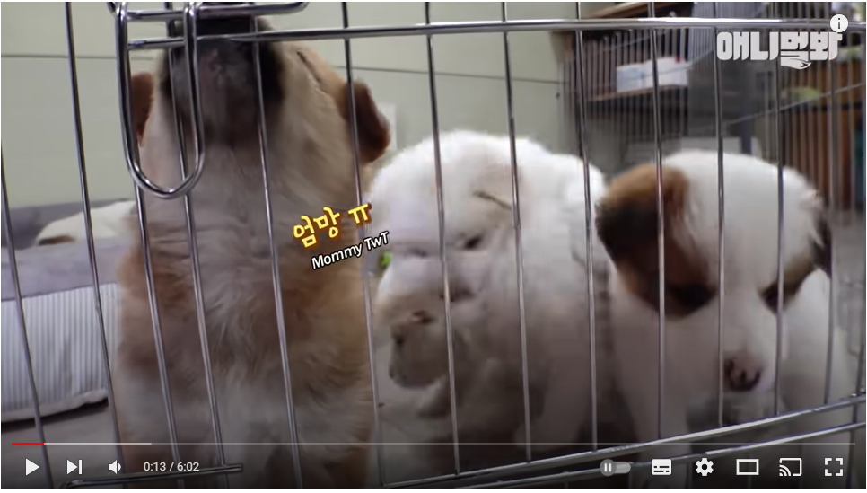 한 남자가 산에서 강아지 5남매를 데려왔더니 생긴 일