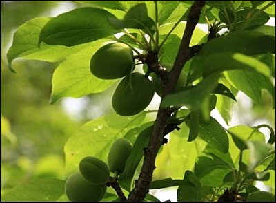 매실액기스 부작용 12