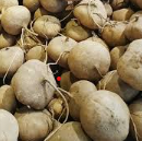 히카마 심는 시기