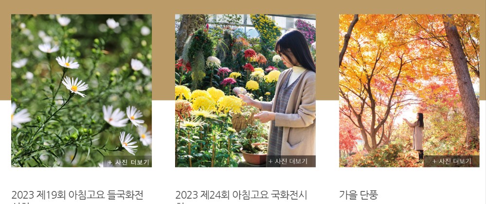 제19회 아침고요수목원 국화전시회 (경기도 가평)
