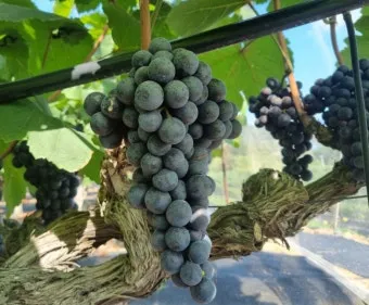 머루포도 효능키우기제철머루포도주 담그기먹는 방법보관 방법 안내_18