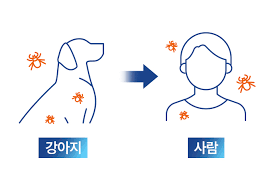 SFTS는 &amp;#39;감기&amp;#39; 처럼 시작해 &amp;#39;사망&amp;#39;-매게체 