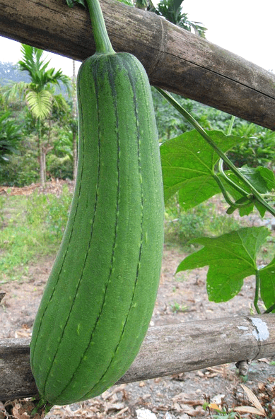 길쭉한 초록색 수세미 열매가 나 있고, 옆에는 초록색의 넓은 수세미 잎들이 가득 자라났다.