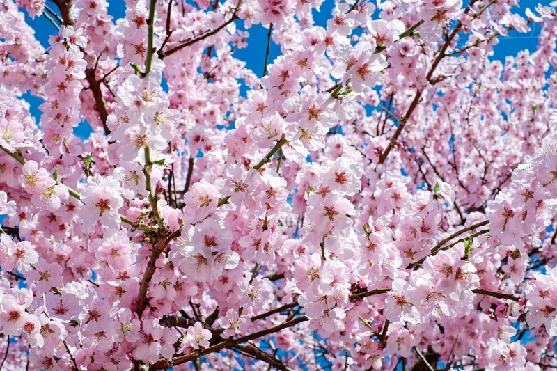 일본공원-벚꽃