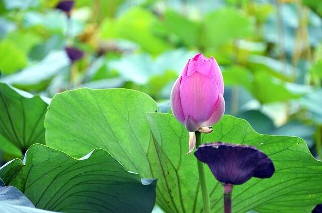 서울 근교 가볼만한곳 세미원