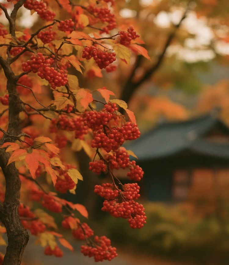 가을: 붉은 보석이 주렁주렁