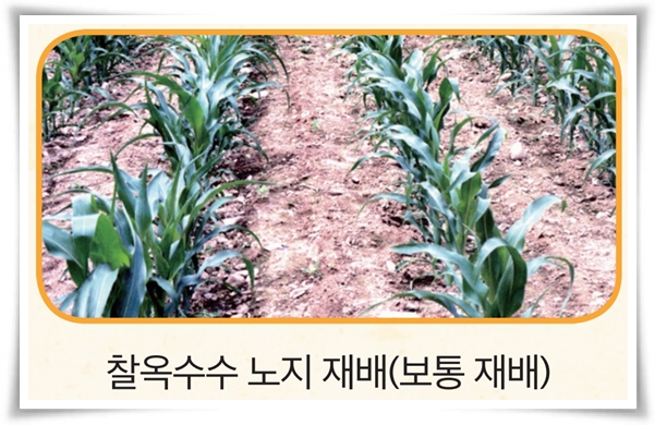 비타민 B, 철분, 식이 섬유가 풍부한 옥수수 재배하기!