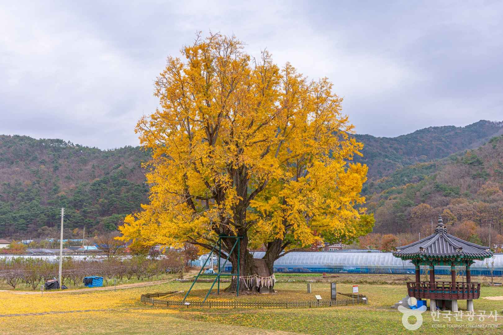 요광리 은행나무