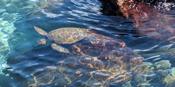 마칼루아푸나-포인트-헤엄치는-바다거북-사진