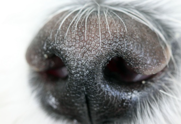 지독한 방귀 냄새 이유와 종류 알아보기 (구린내,신내,고소한 냄새,양념냄새 등)