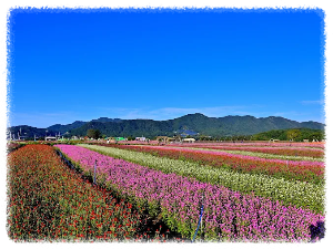 고석정 꽃밭축제
