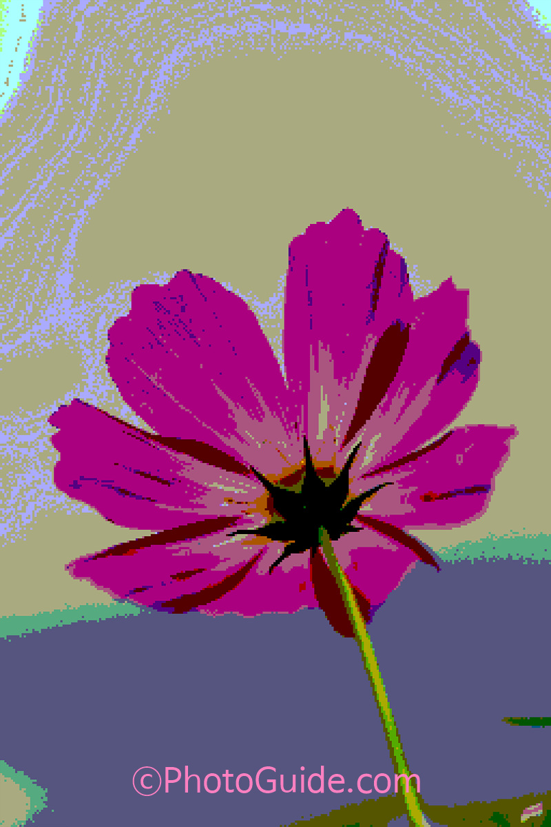 photoguide.com nft flower photo