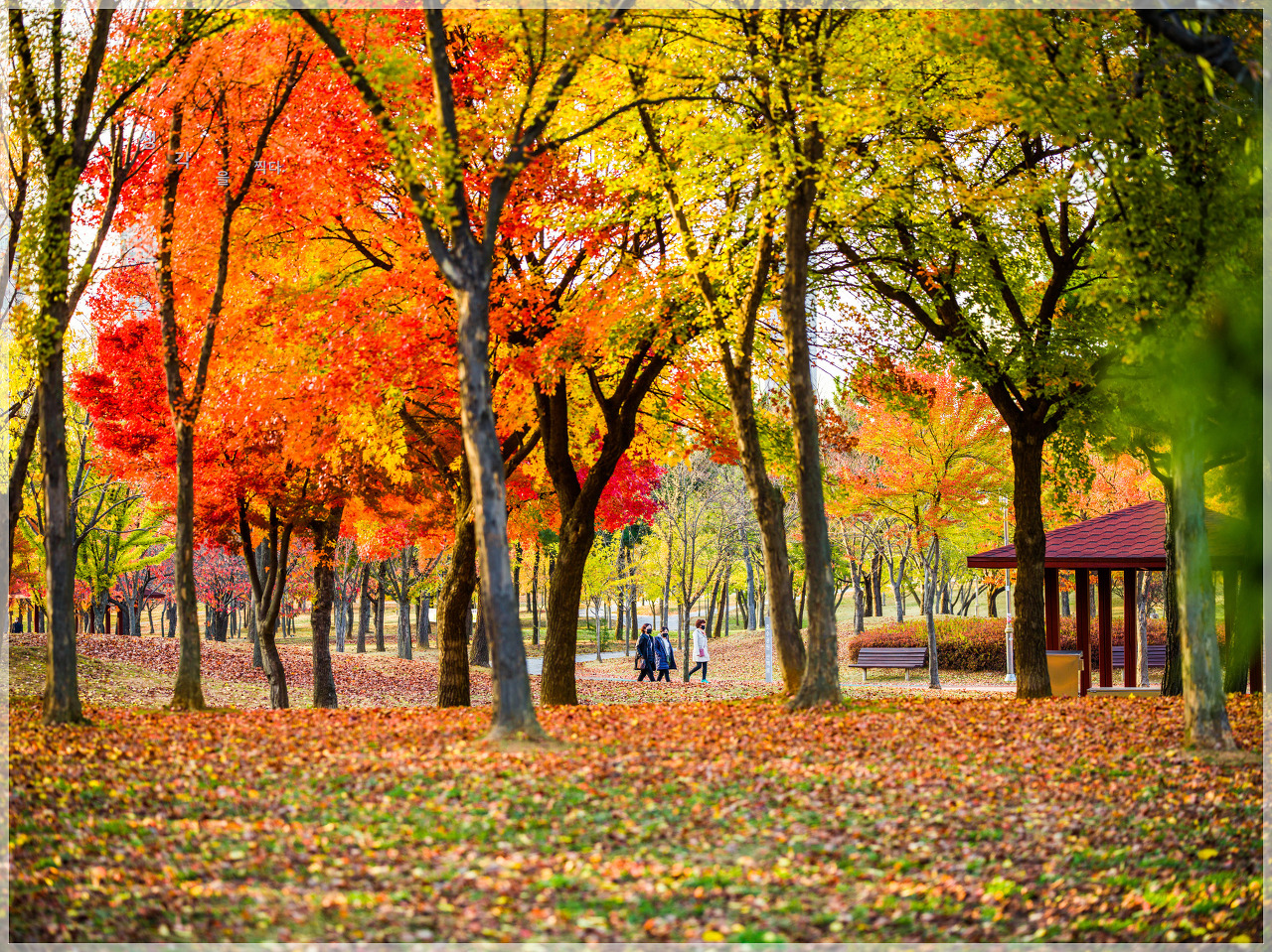 안산 호수공원 단풍