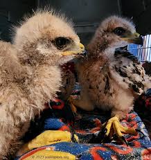 신생아(출산가구) 출산에 대한 취득세 감면 신청 대상과 지원 혜택