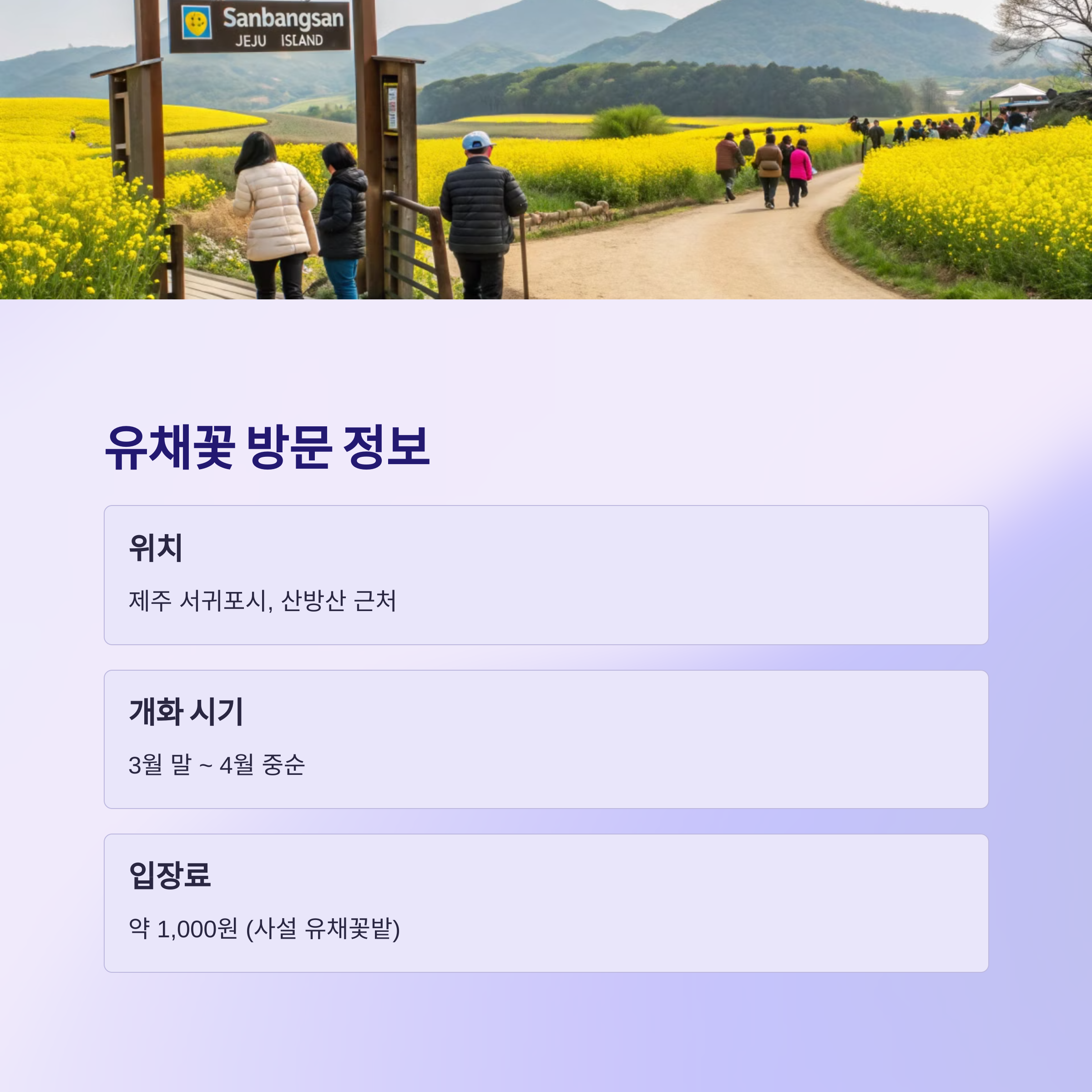 유채꽃 절정 시기