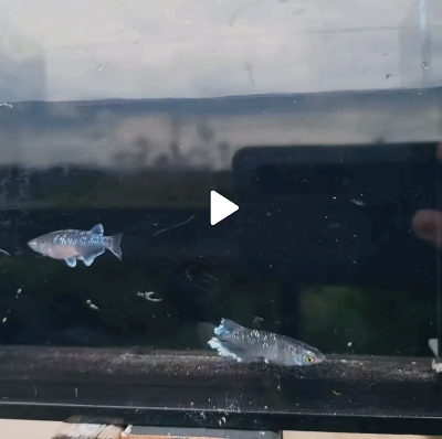 미드나잇 프릴 체외광 메다카 키우기