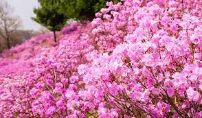 원미산 진달래 축제