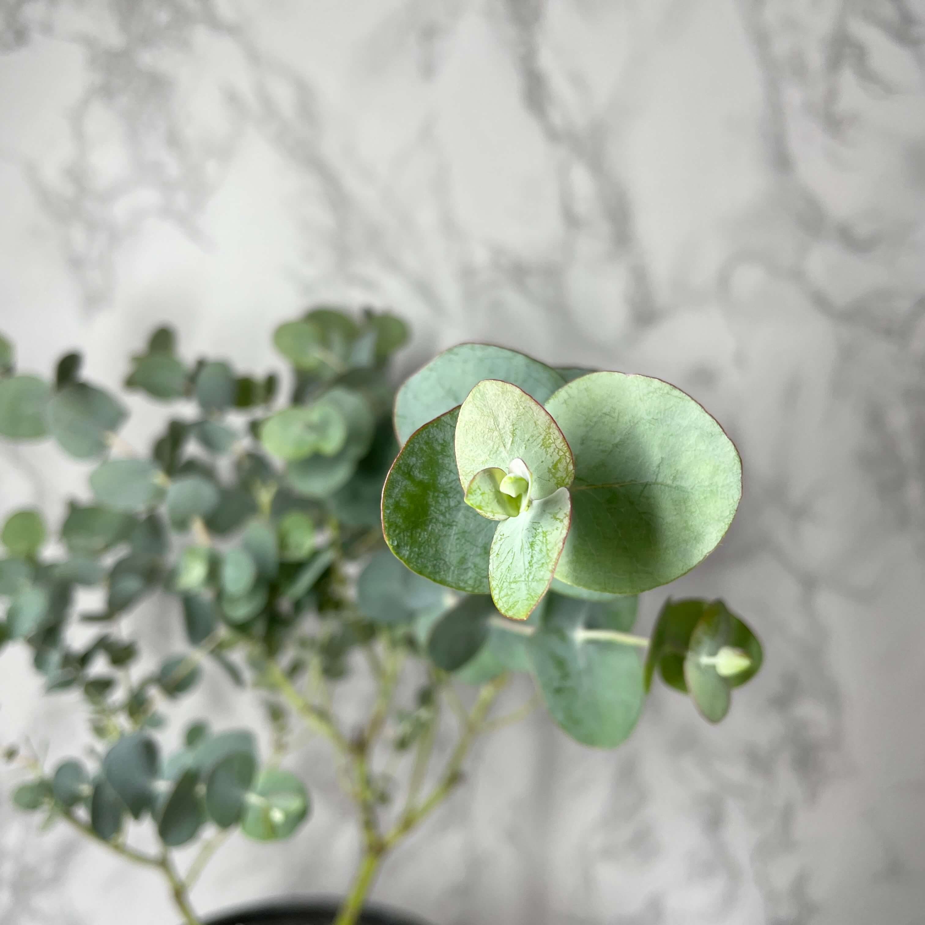 유칼립투스 키우기