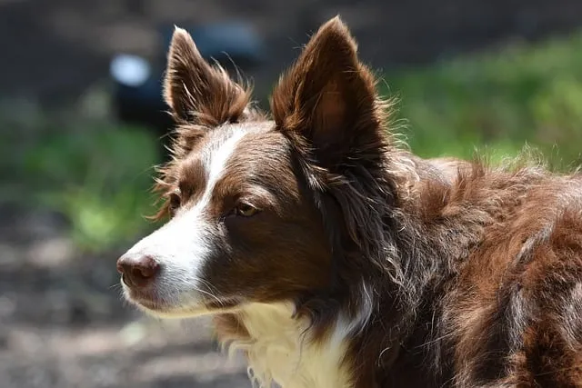 보더콜리분양가 2024년 가격 정보와 분양 팁_8