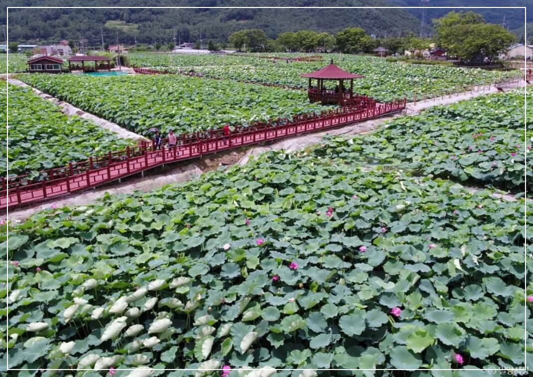 밀양 가볼만한곳 베스트10 밀양연꽃단지