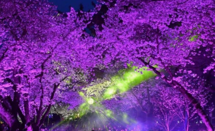 양재천 벚꽃등 축제 일정 및 코스 추천에 필요한 자료