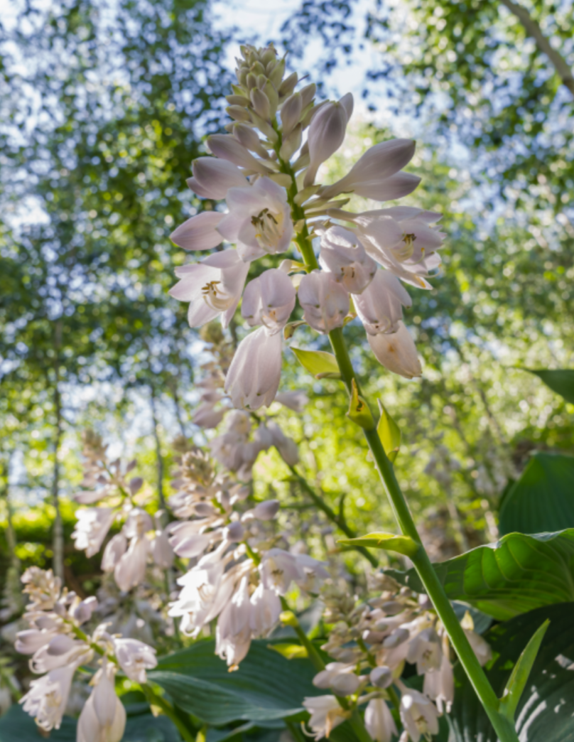 화담숲 예약하기 모노레일 예약방법