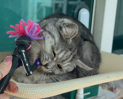 고양이 물림 처치법