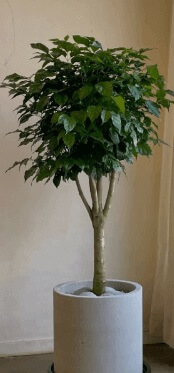 돈이 들어오는 식물