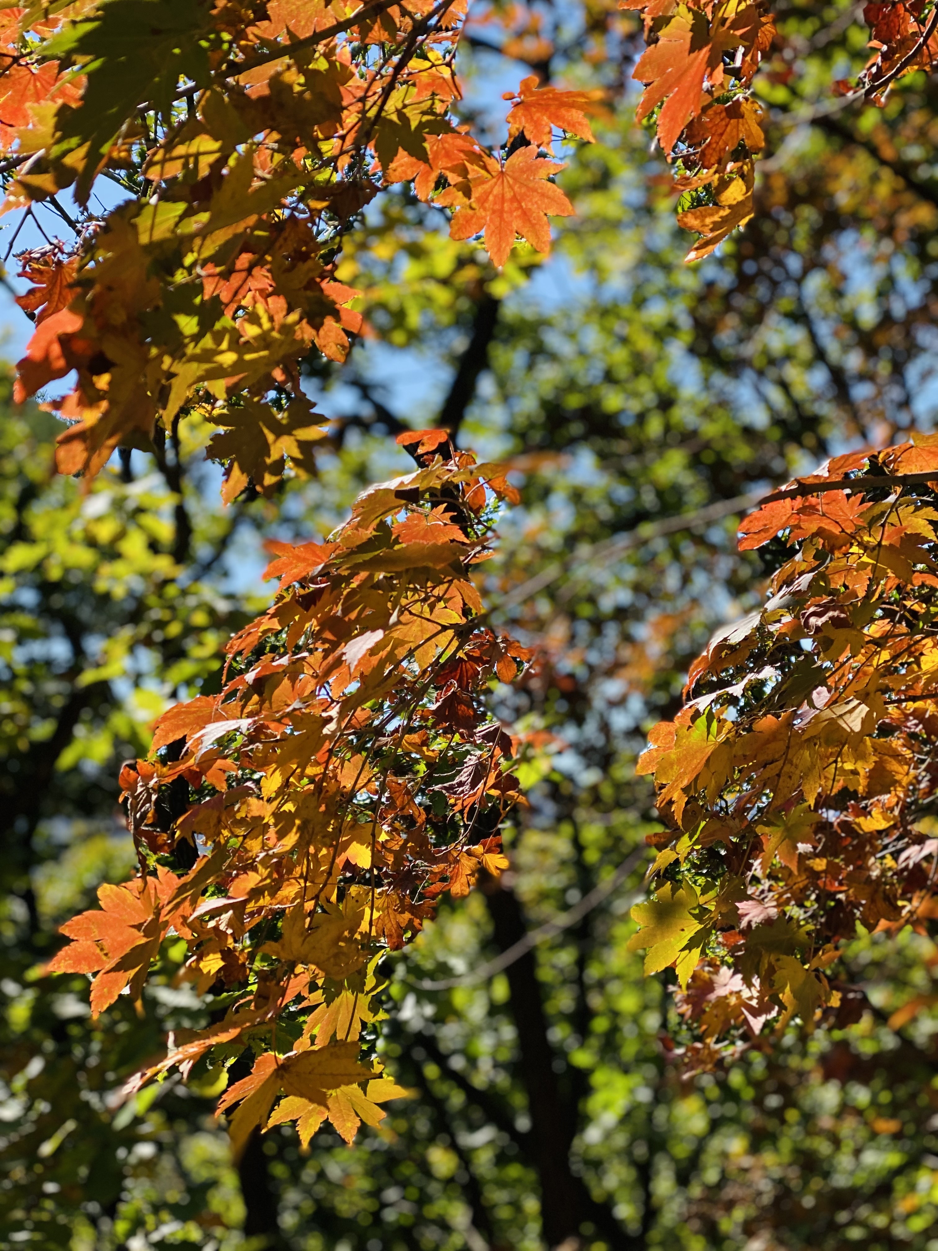 사패산