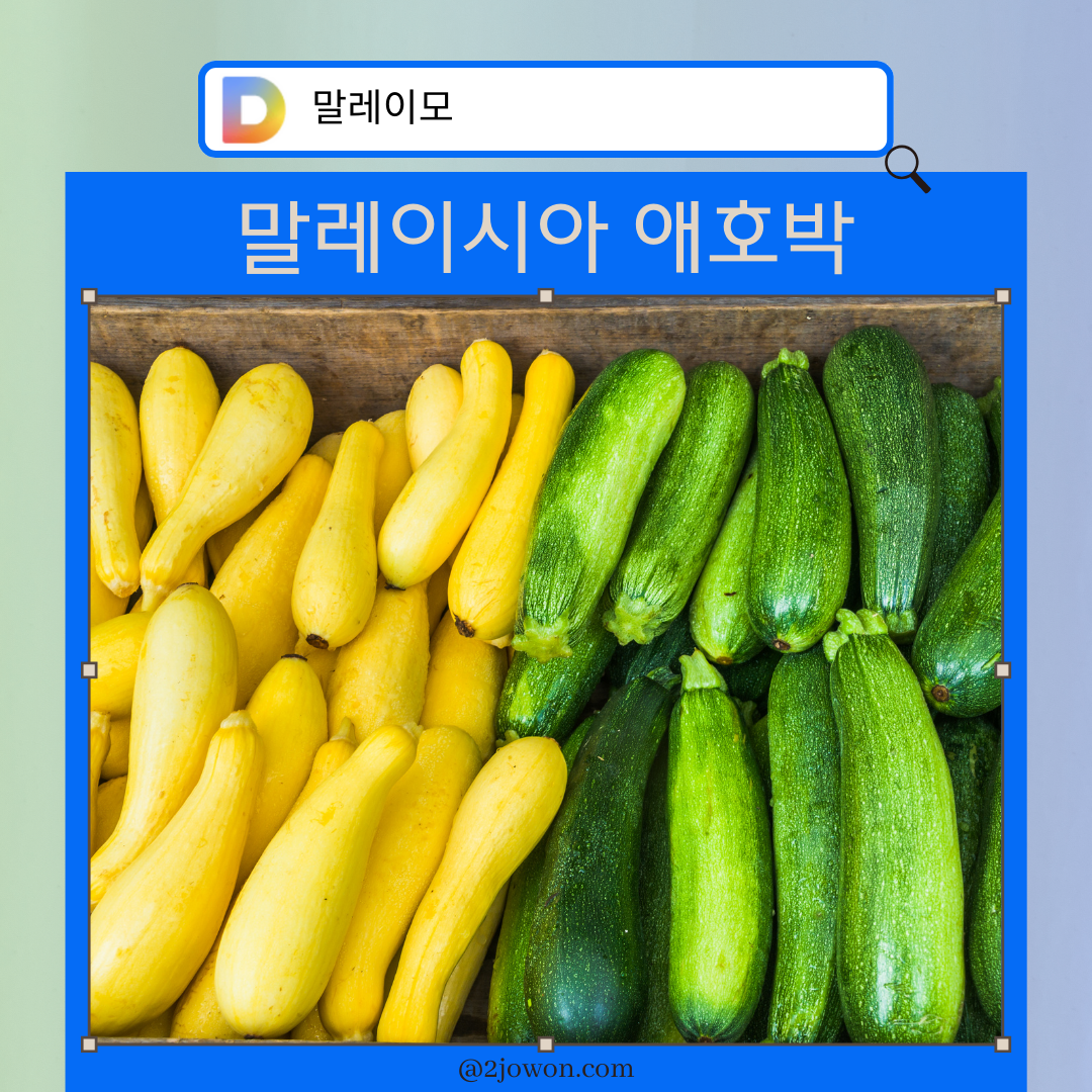 말레이시아 애호박