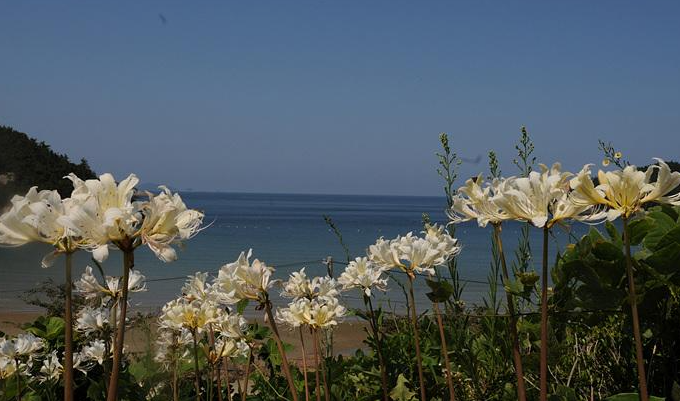 위도상사화 
