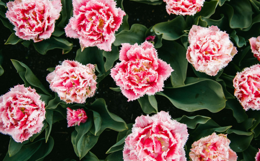 어버이날 공휴일