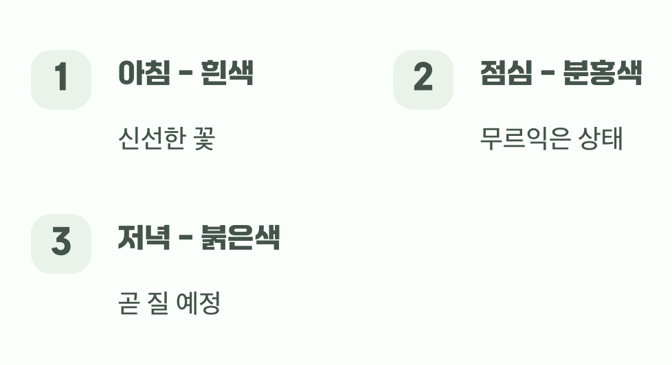 하루살이 꽃의 슬픈 운명