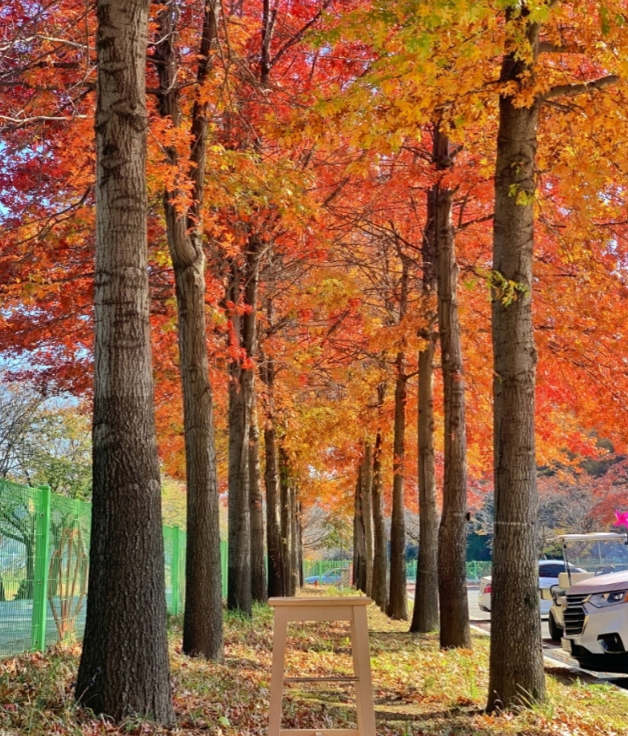 베어트리파크 단풍축제