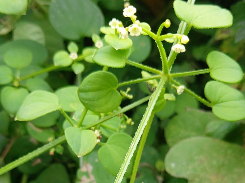 꼭두서니를 관상식물처럼 다루면 실패하는 이유｜심기 전에 반드시 버려야 할 생각