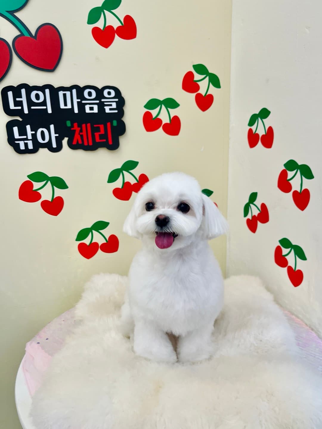 피부가 좋은 강아지 송이