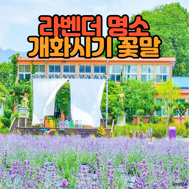 라벤더 명소 개화시기 꽃말