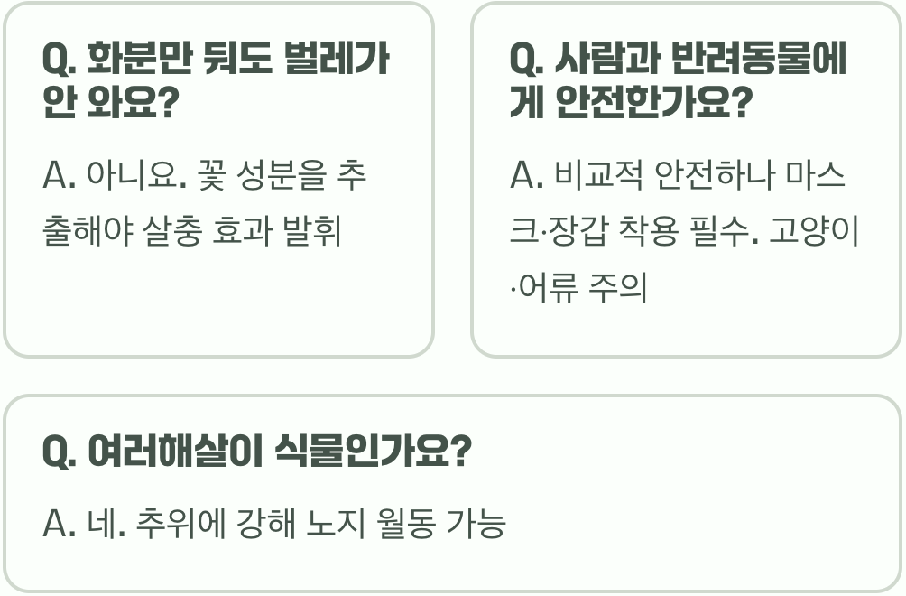 벌레 잡는 꽃, 제충국 키우기 A to Z